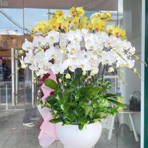 Shop hoa lan hồ điệp tại Phú Mỹ