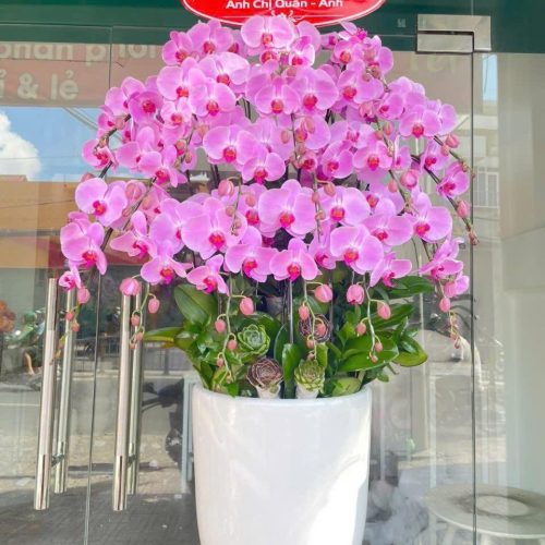 Shop hoa lan hồ điệp tại Phú Mỹ