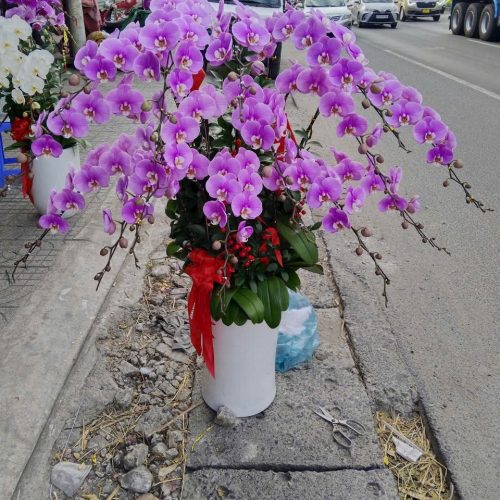 Shop hoa lan hồ điệp tại Phú Mỹ