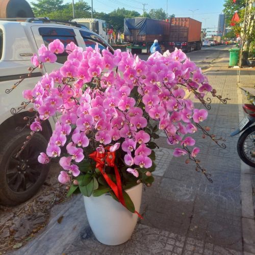 Shop hoa lan hồ điệp tại Phú Mỹ
