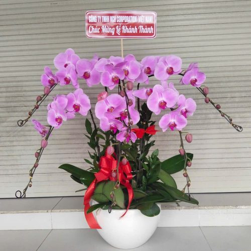 Shop hoa lan hồ điệp tại Phú Mỹ