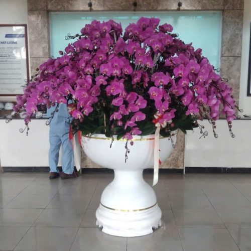 shop hoa lan hồ điệp tại phú mỹ